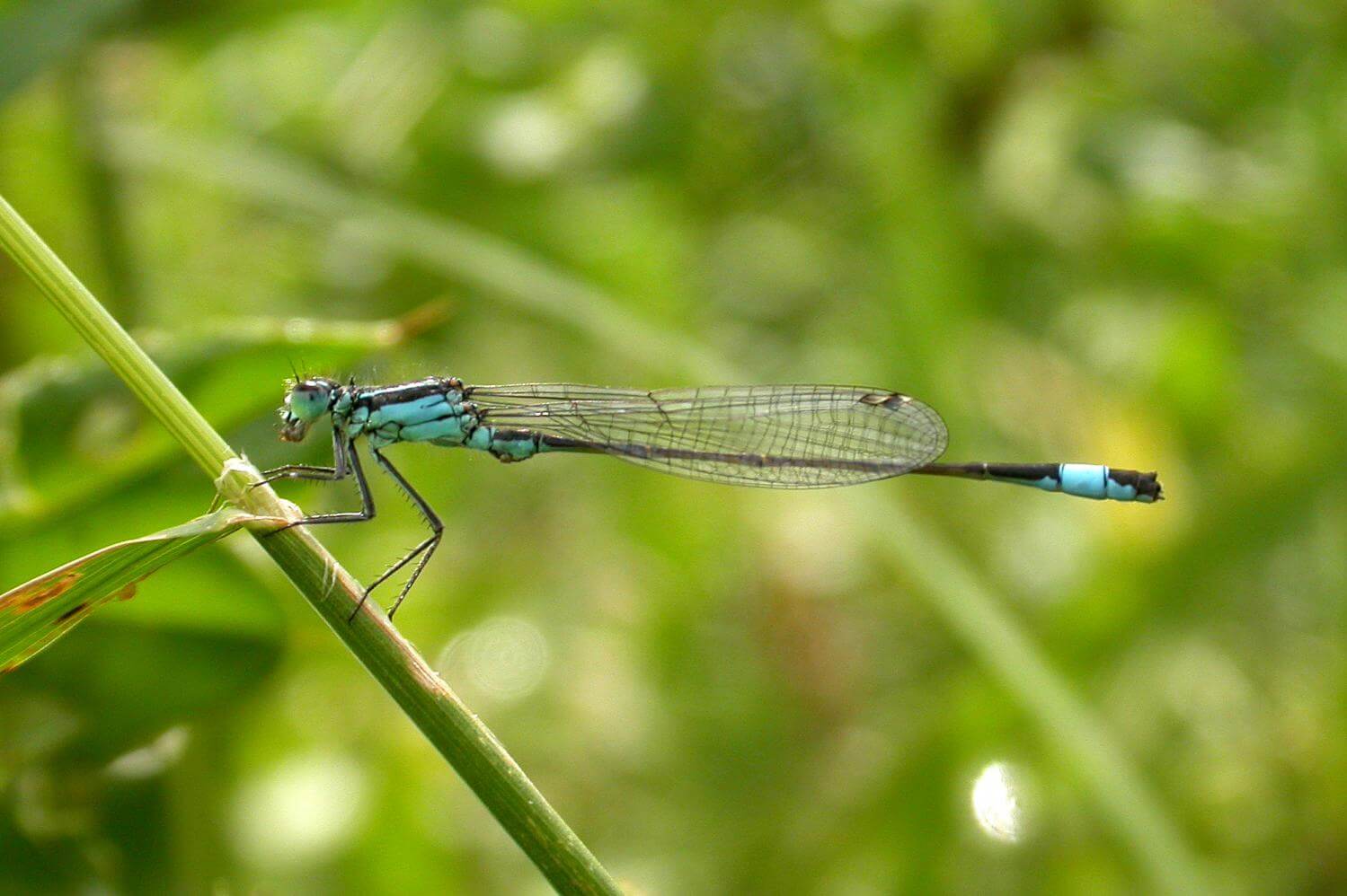 Male Blue-tailed Damselfly by David Kitching